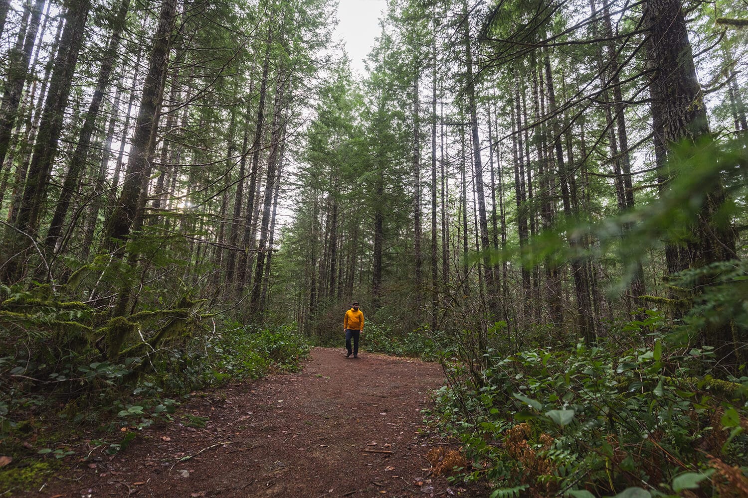 How To Hike To ROGERS CREEK FALLS In Port Alberni - SEEING THE ELEPHANT