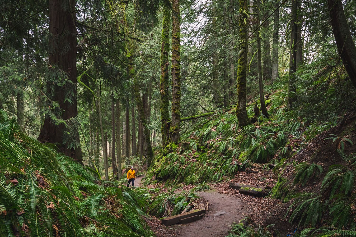 How to Hike to STONEHILL FALLS Near Duncan - SEEING THE ELEPHANT