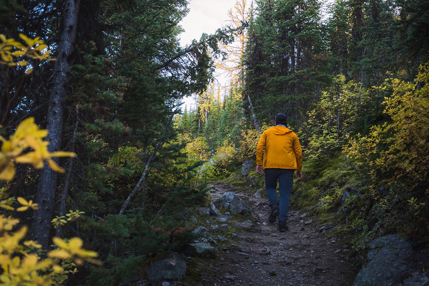 LAKE LOUISE: How to Hike SADDLE MOUNTAIN in Banff