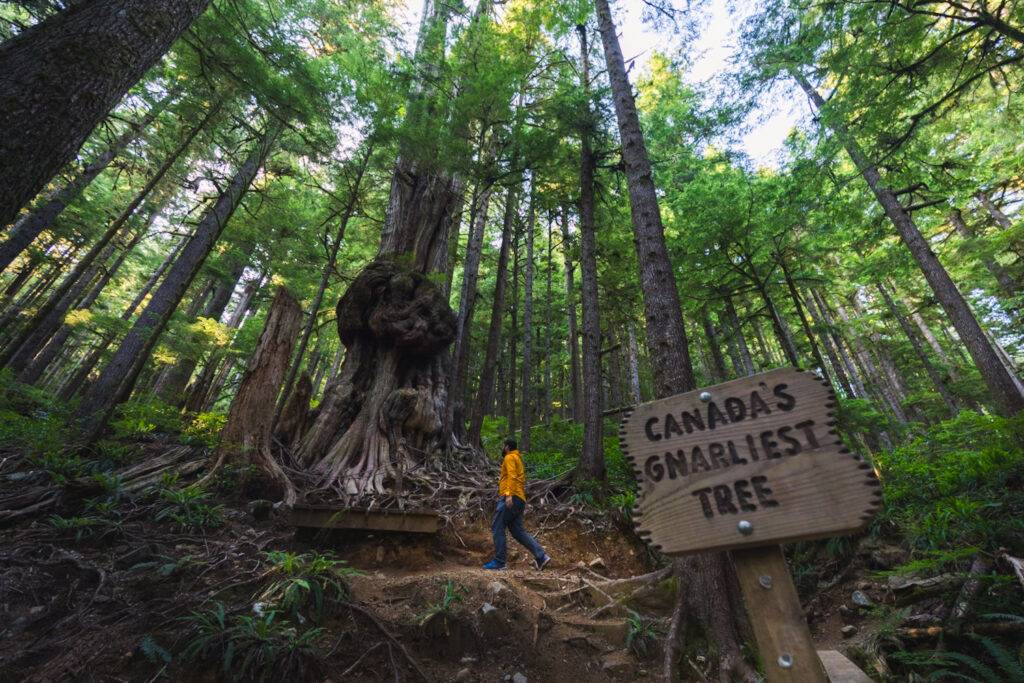 A hiker next to Canada’s Gnarliest Tree