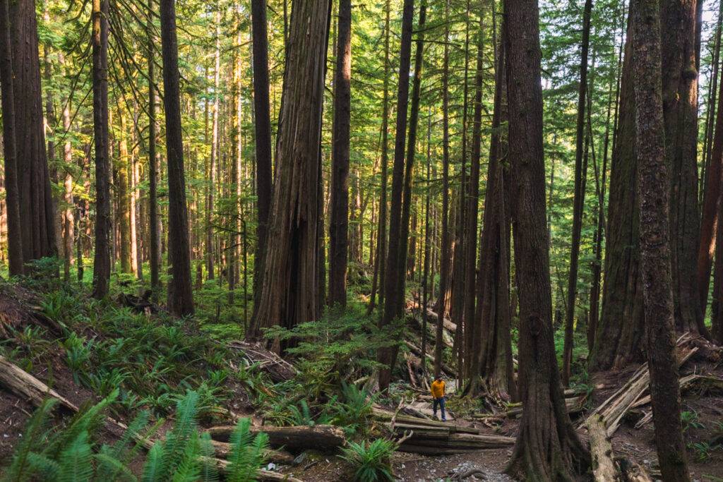 A hiker surrounded by huge old-growth trees