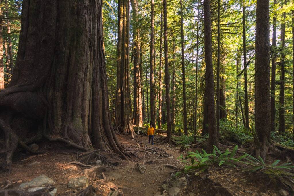 A hiker walking past big trees