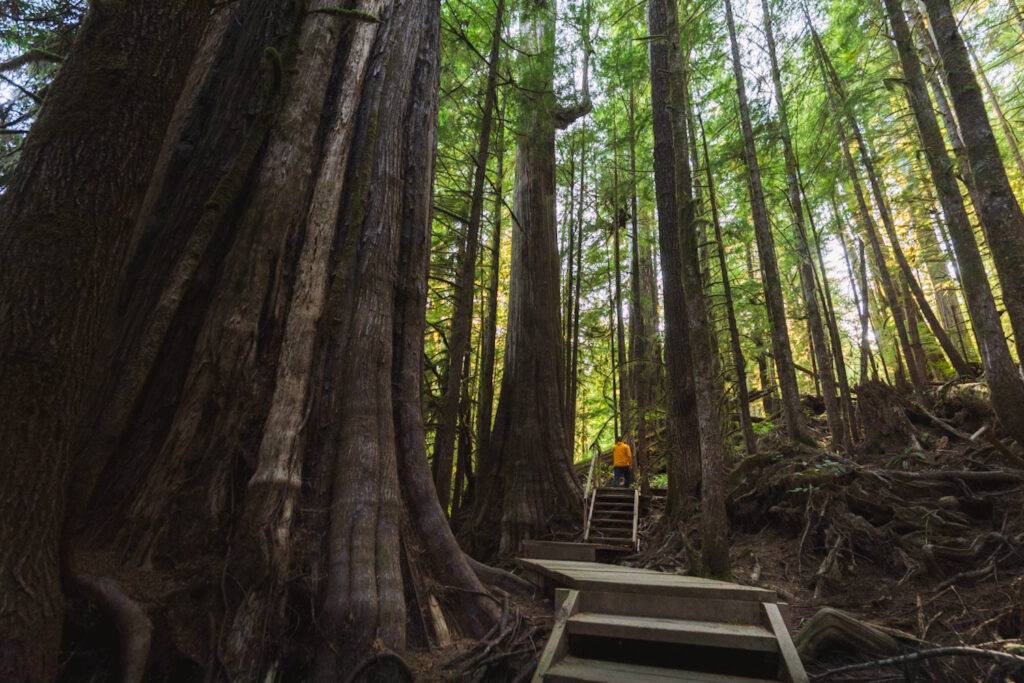 Steep stairs leading past old-growth trees
