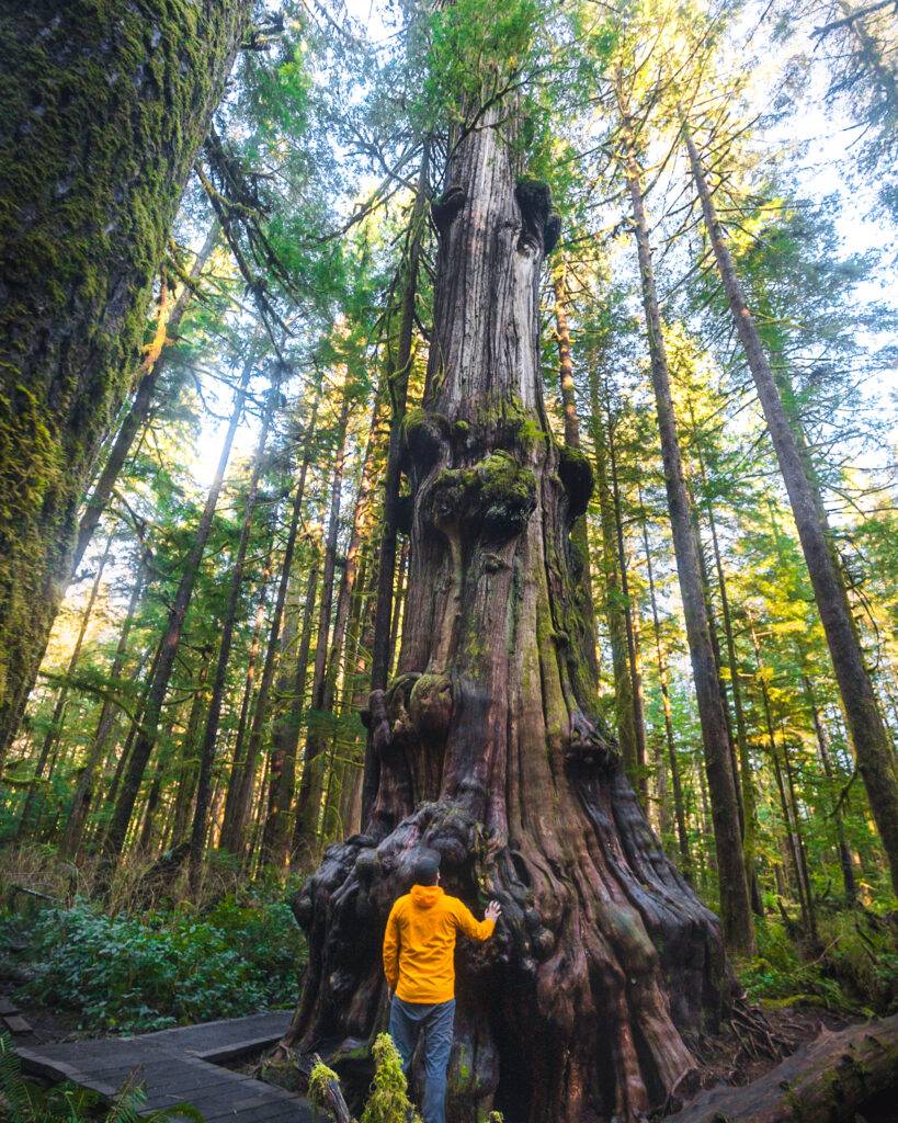 A gnarly tree in Avatar Grove