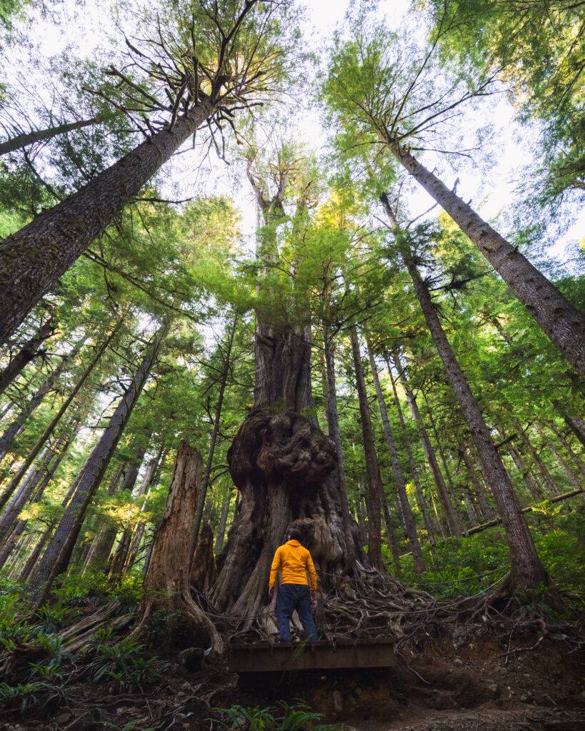 Canada’s Gnarliest Tree in Avatar Grove