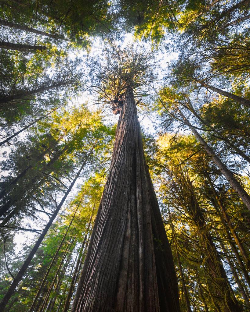 An old-growth Douglas Fir in Avatar Grove