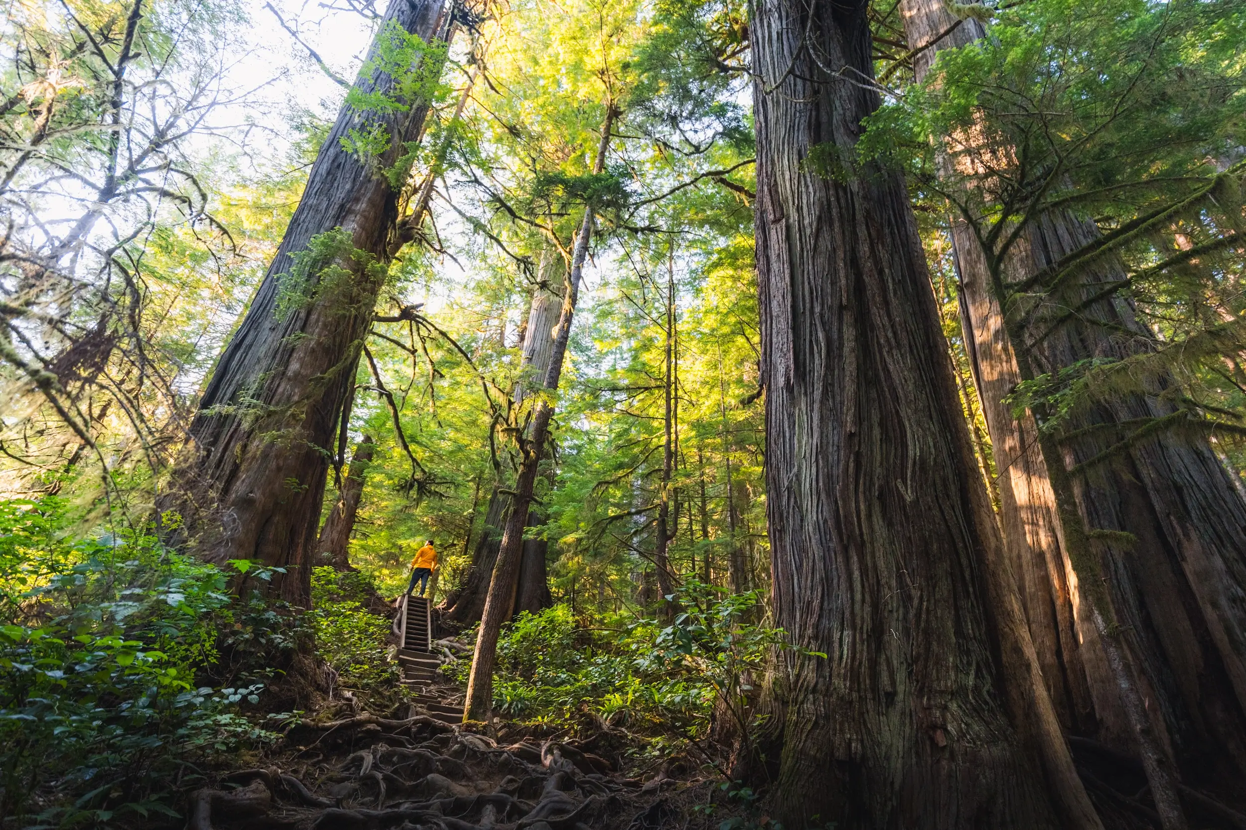 Avatar Grove Near Port Renfrew