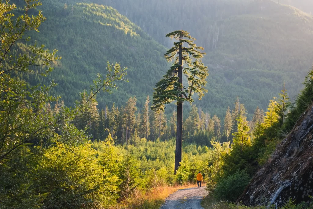 Big Lonely Doug on Vancouver Island