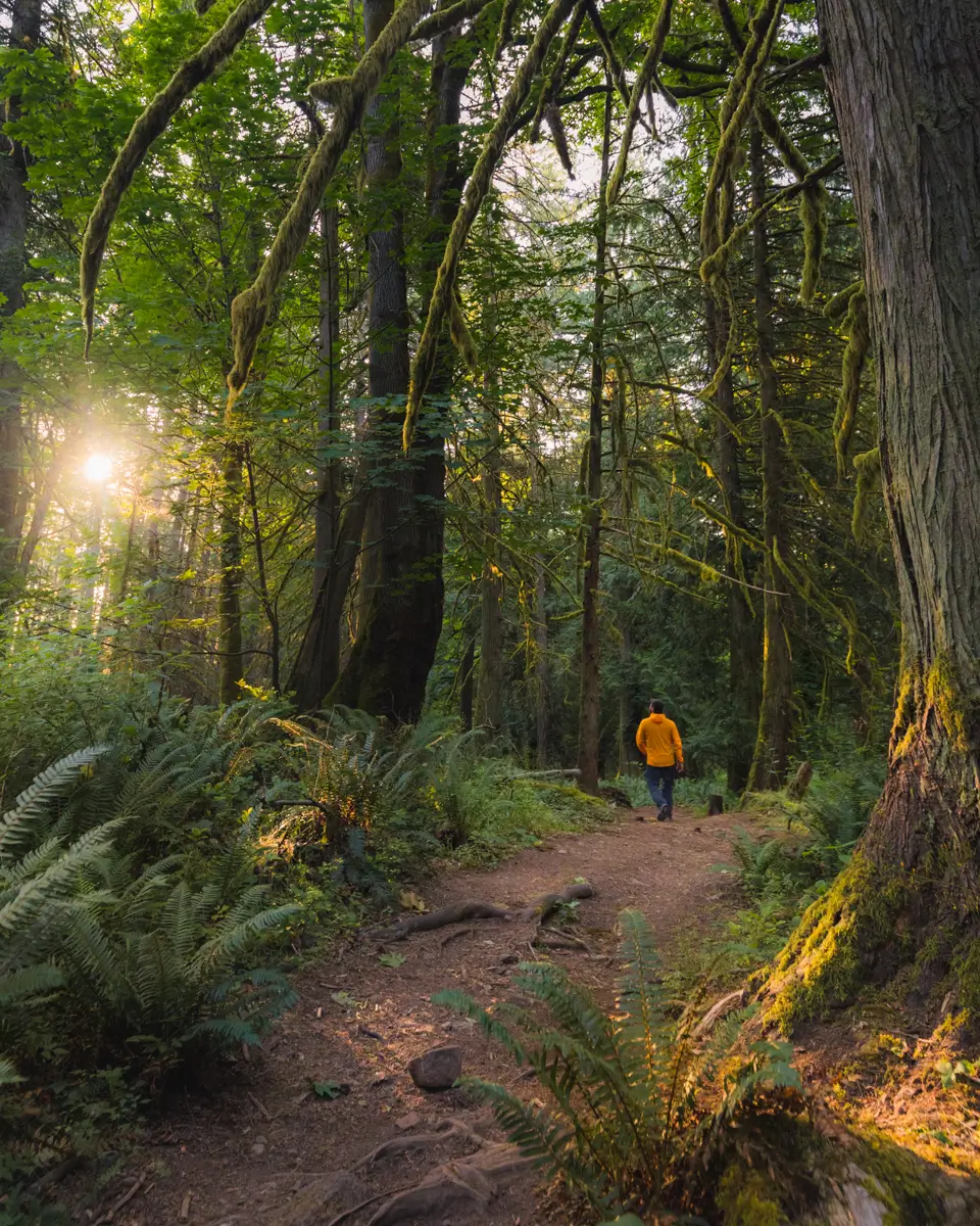 A person wearing a yellow jacket walks a dog along a dirt path through a dense, green forest on one of the scenic Salt Spring Island hikes, with sunlight filtering through the trees and ferns growing along the ground.