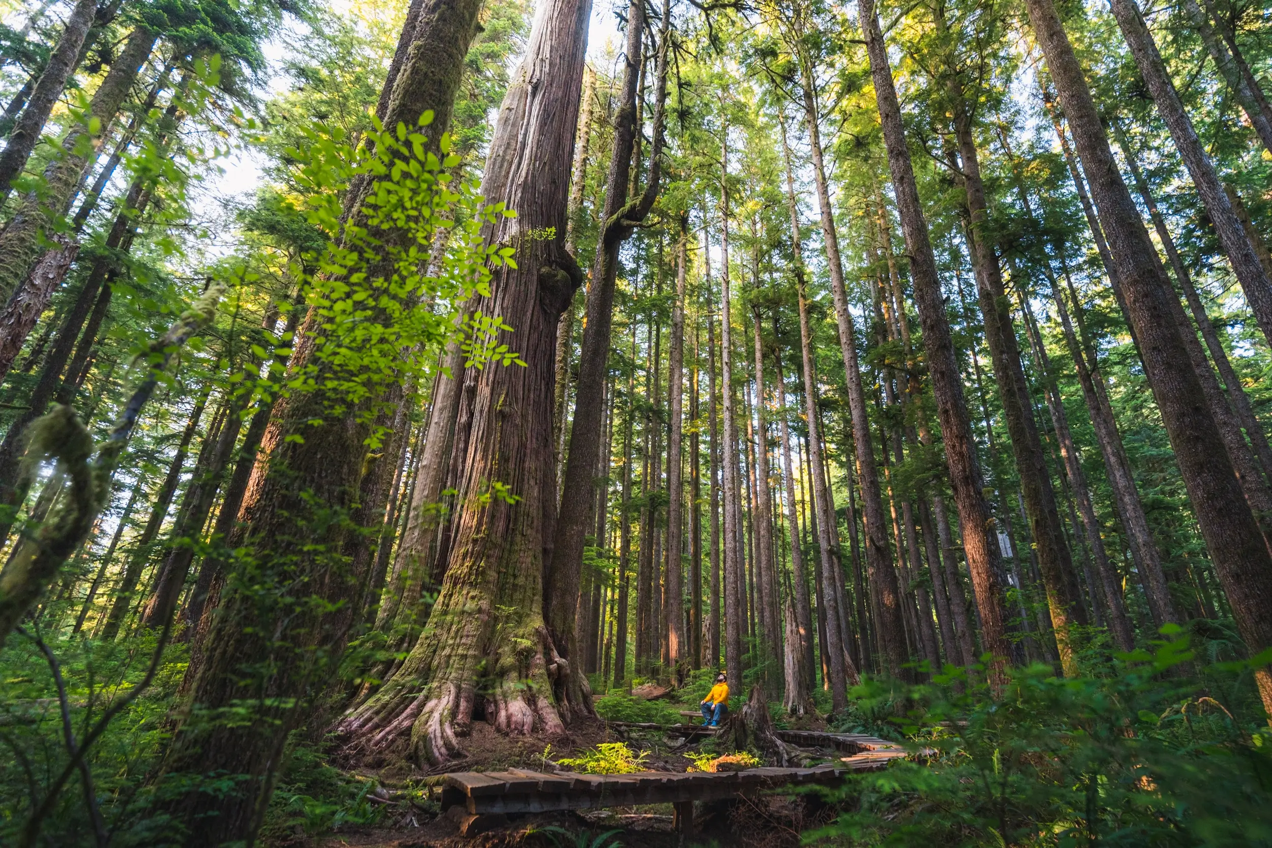 Eden Grove on Vancouver Island