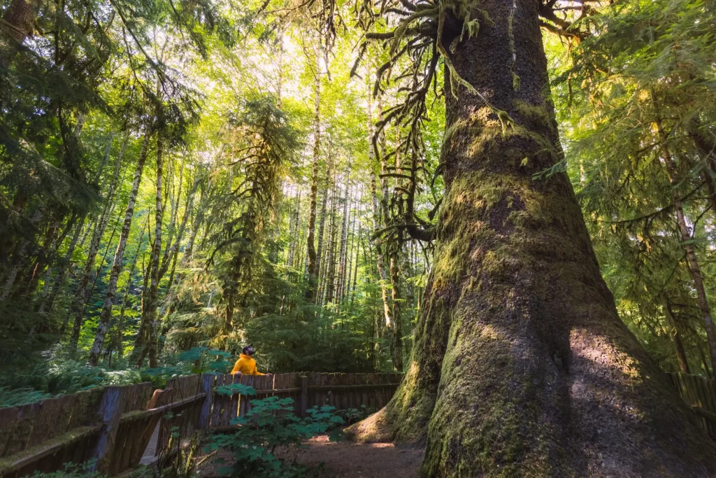 Harris Creek Spruce on Vancouver Island