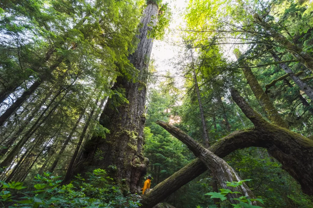 Red Creek Fir Near Port Renfrew