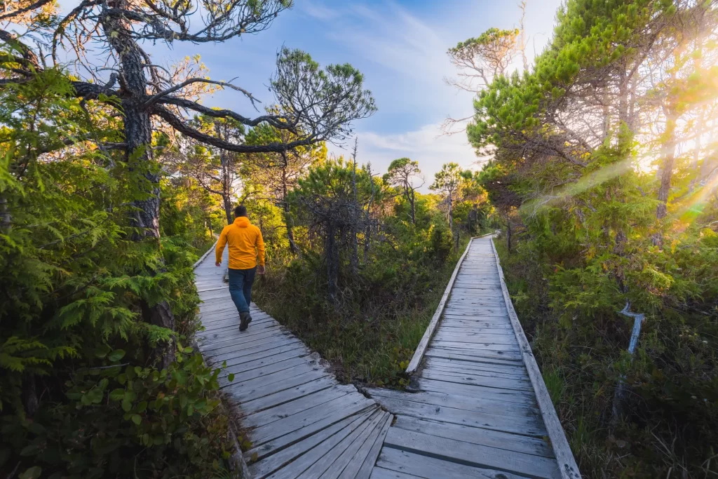 Shorepine Bog Trail