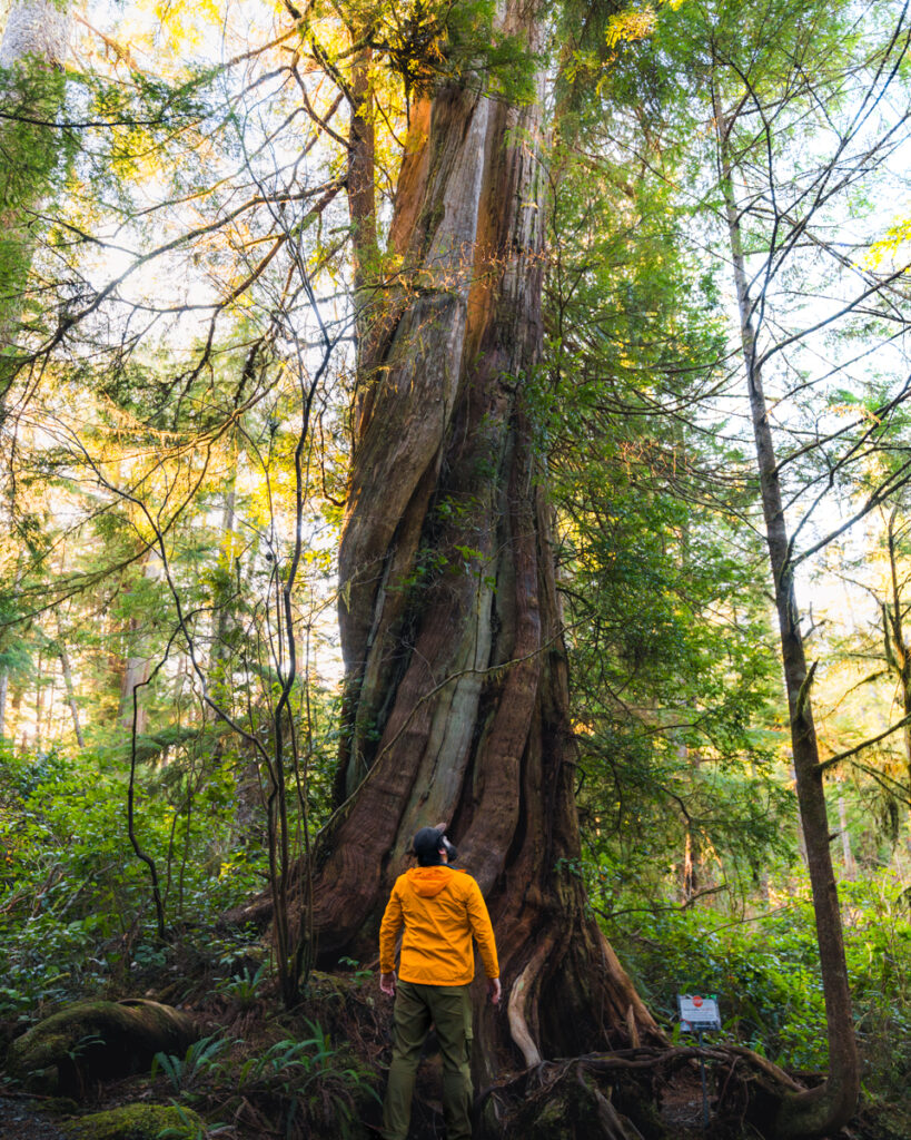 How to Hike the Wild Pacific Trail: Ancient Cedars Loop