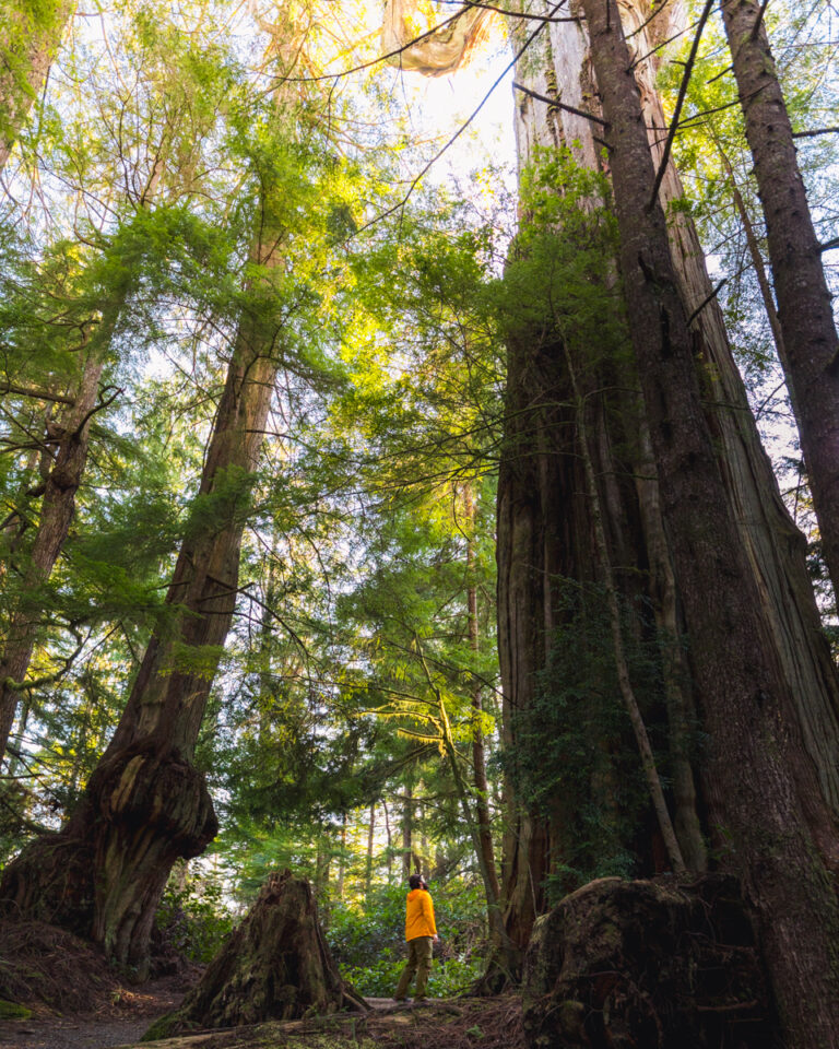 How to Hike the Wild Pacific Trail: Ancient Cedars Loop