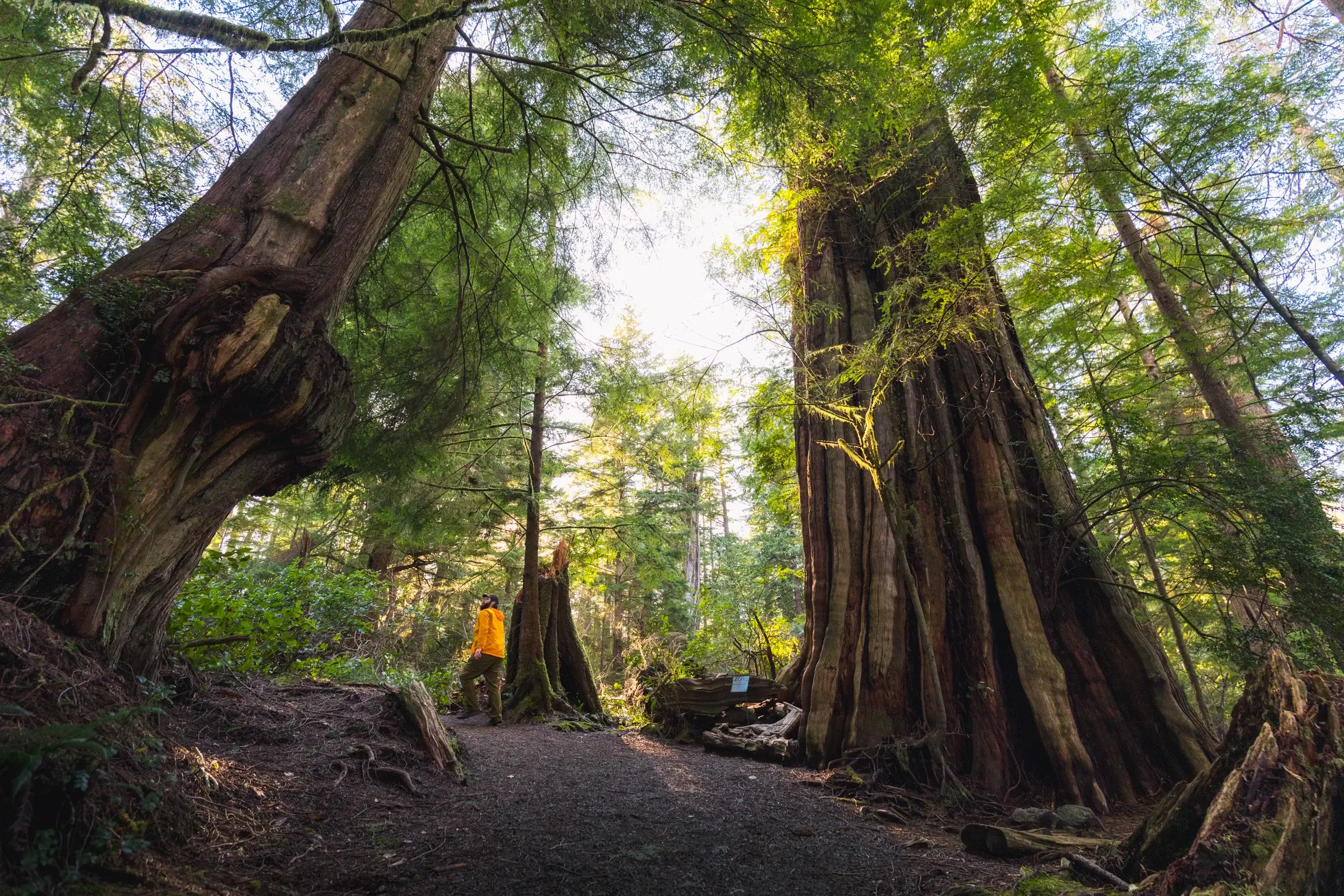 Wild Pacific Trail: Ancient Cedars Loop