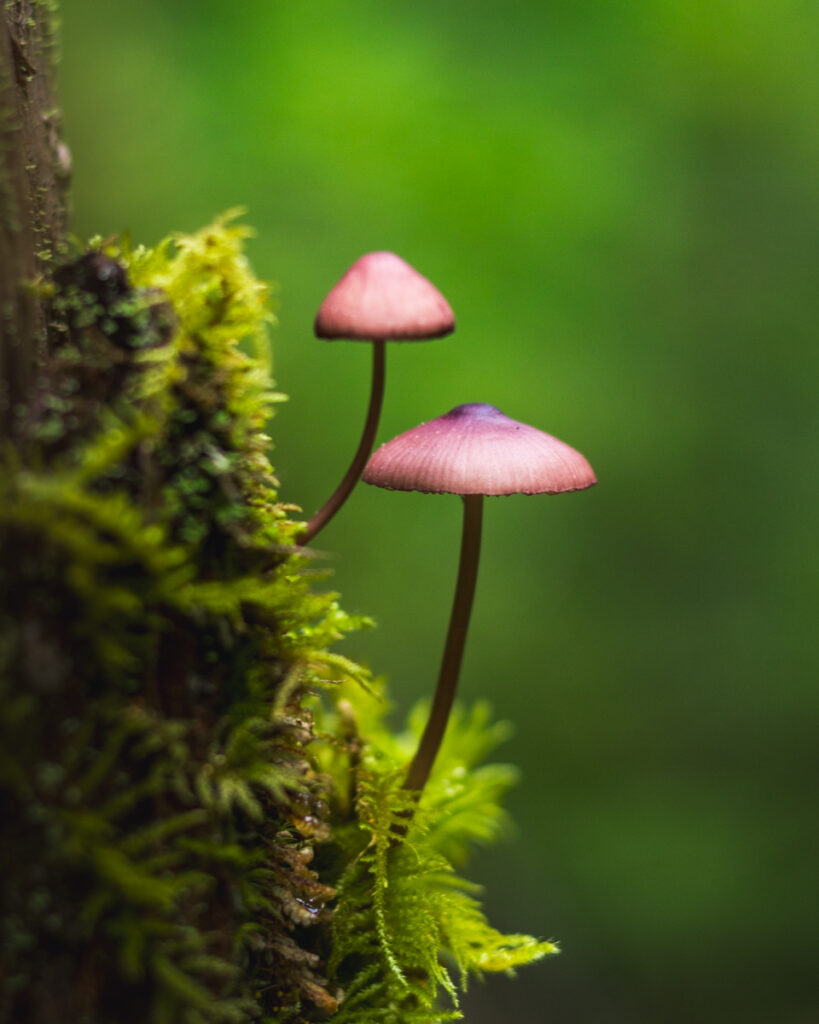 Two mushrooms on a tree seen in Strathcona Provincial Park