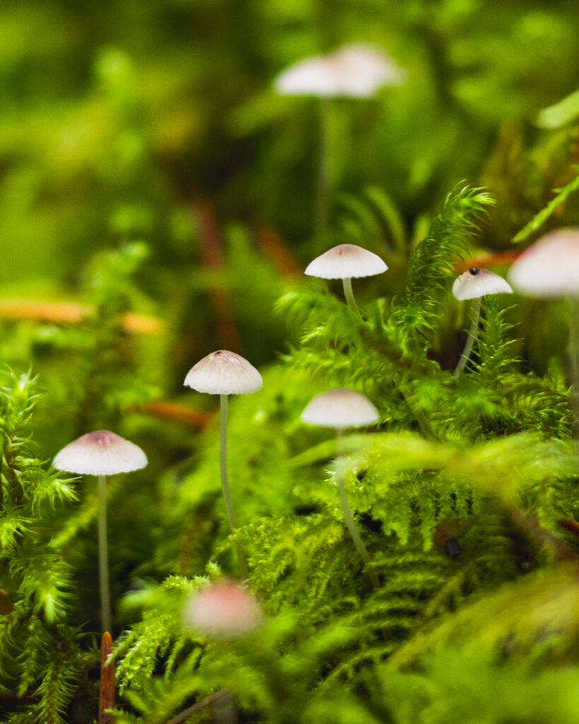 Mushrooms and moss pgotographed on the Lady Falls hike