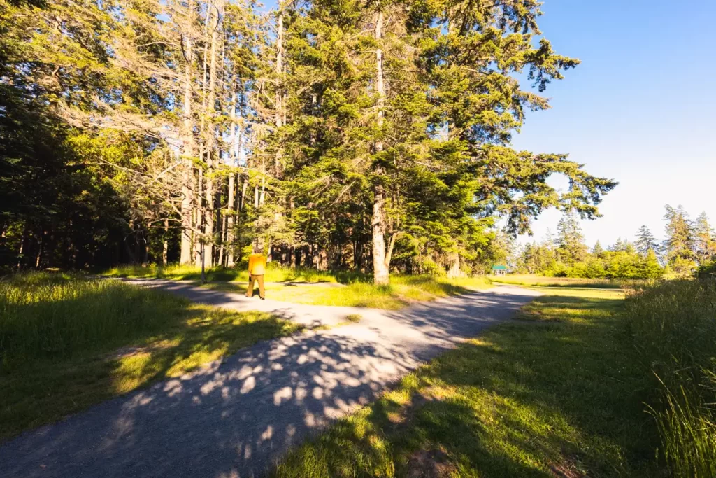A person wearing a yellow jacket stands at a fork in the gravel East Sooke Coast Trail, surrounded by tall trees and grass under a clear blue sky. The lighting suggests it is late afternoon.