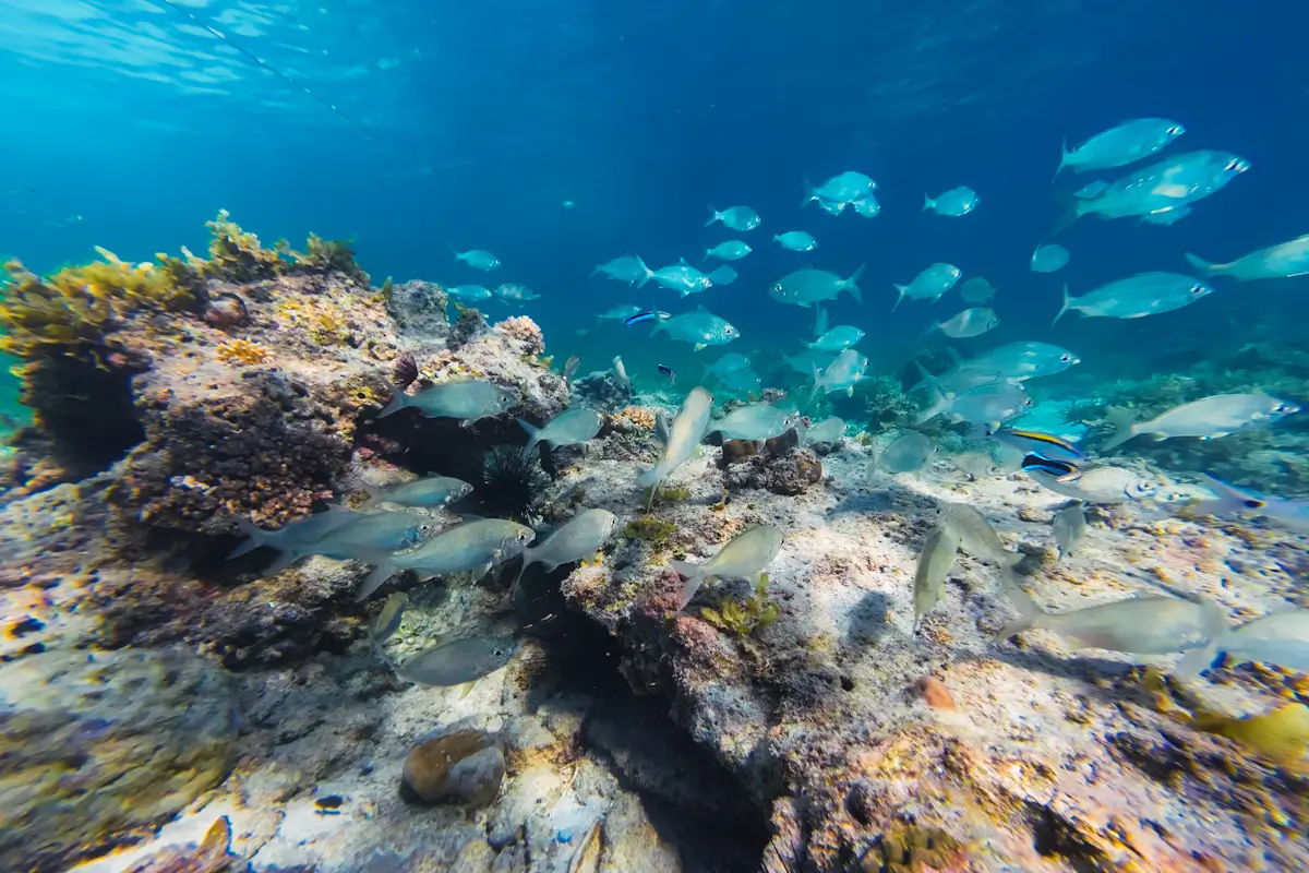 A school of fish swims above a rocky coral reef in clear blue ocean water at one of the stunning Malapascua tourist spots, with sunlight filtering down and various marine plants growing on the rocks.