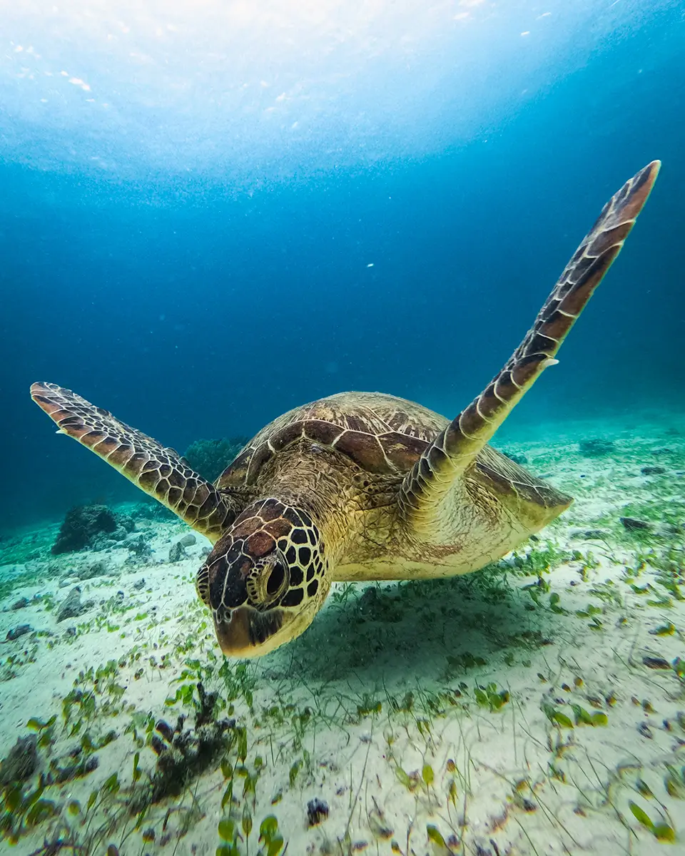 A sea turtle swims close to the sandy ocean floor, its flippers extended outward. The clear water, part of Moalboal tourist spots, shimmers with sunlight while aquatic plants are scattered along the seabed.