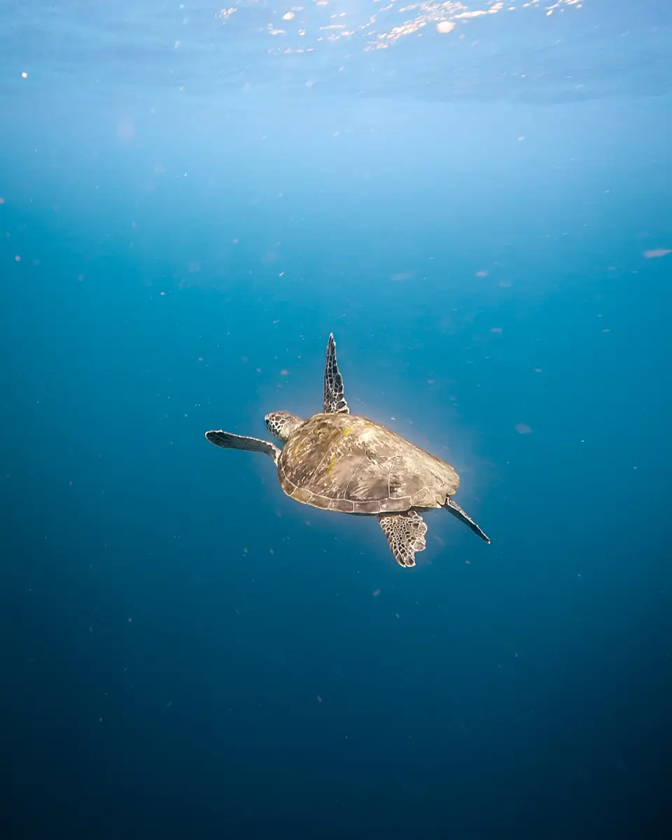 A sea turtle swims underwater in clear blue ocean near Moalboal tourist spots, viewed from behind and slightly above, with its flippers extended. The deep water shows a beautiful gradient from light to dark blue.