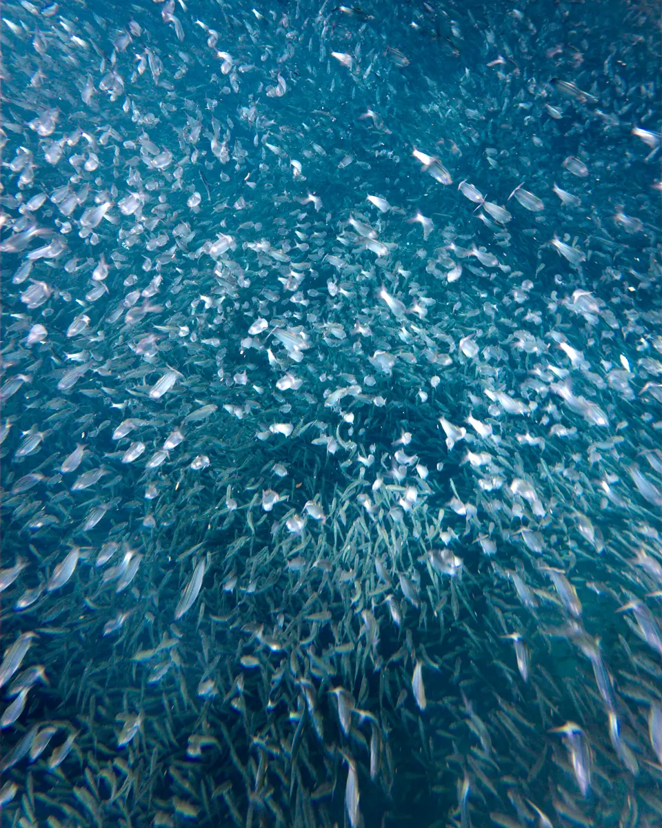 A large school of small silver fish swimming together in clear blue water creates a dense, swirling pattern—a mesmerizing sight often found among Moalboal tourist spots.