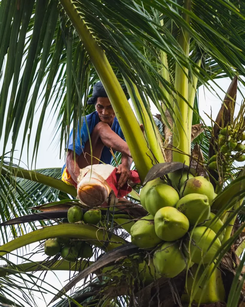 A person climbs a tall coconut tree in Moalboal, one of the must-see tourist spots, harvesting green coconuts with a tool while palm leaves surround them near the treetop.