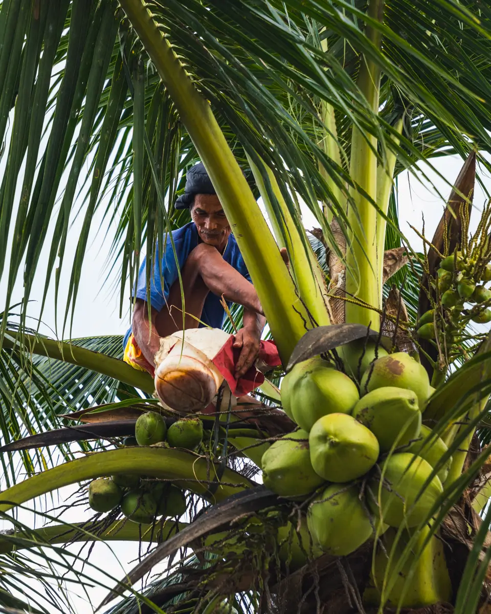 A person climbs a tall coconut tree in Moalboal, one of the must-see tourist spots, harvesting green coconuts with a tool while palm leaves surround them near the treetop.