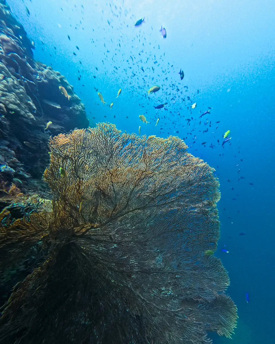 Large fan-shaped coral grows underwater surrounded by small colorful fish and a blue ocean background, showcasing marine life and coral reef structure found among Cebu City tourist spots.