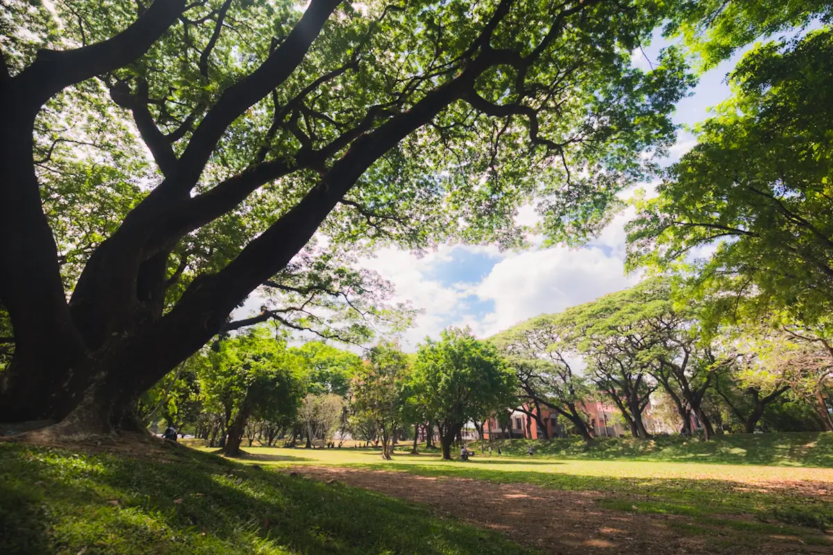 Large trees with sprawling branches provide shade over a grassy park area, one of the inviting Manila tourist spots. A dirt path winds through the park, with more trees and nearby buildings seen under a partly cloudy sky.