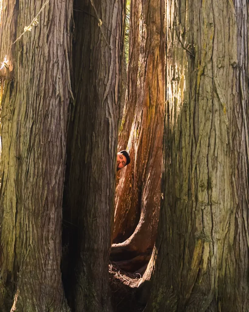 A person wearing a dark hat peeks out from behind the trunks of large, closely grouped trees in a sunlit forest—a scene straight out of a Fernie guide for those seeking unique things to do in Fernie.