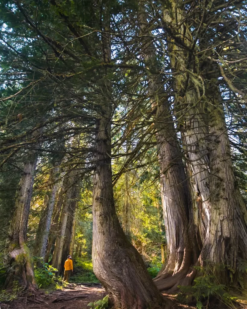A person wearing a yellow jacket stands on a forest path near Fernie, surrounded by tall trees and dense foliage. Sunlight filters through the branches, creating a natural, peaceful scene—perfect for anyone exploring things to do in this travel guide.