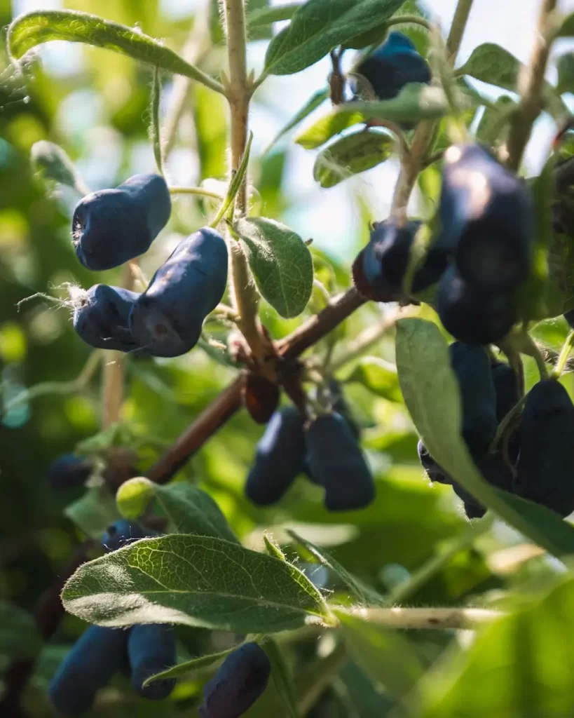 Clusters of dark blue, elongated berries hang from leafy green branches in bright sunlight—an intriguing sight you might spot among unique Lethbridge attractions. The berries have a matte finish, and the plant’s leaves are oval-shaped with a textured surface.