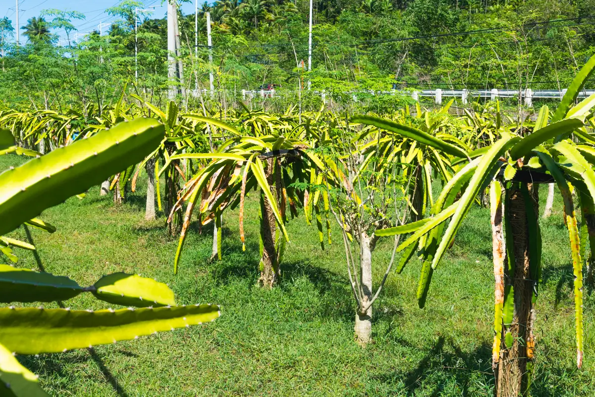 A field of green dragon fruit (pitaya) plants growing in neat rows on grassy ground in Moalboal, each plant supported by a wooden post, with trees and power lines visible in the background.