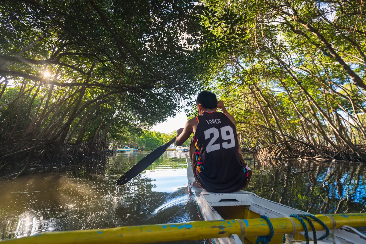 A person wearing a sleeveless shirt with the number 29 paddles a small boat through a calm, narrow waterway surrounded by dense, leafy mangrove trees under sunlight in Moalboal.