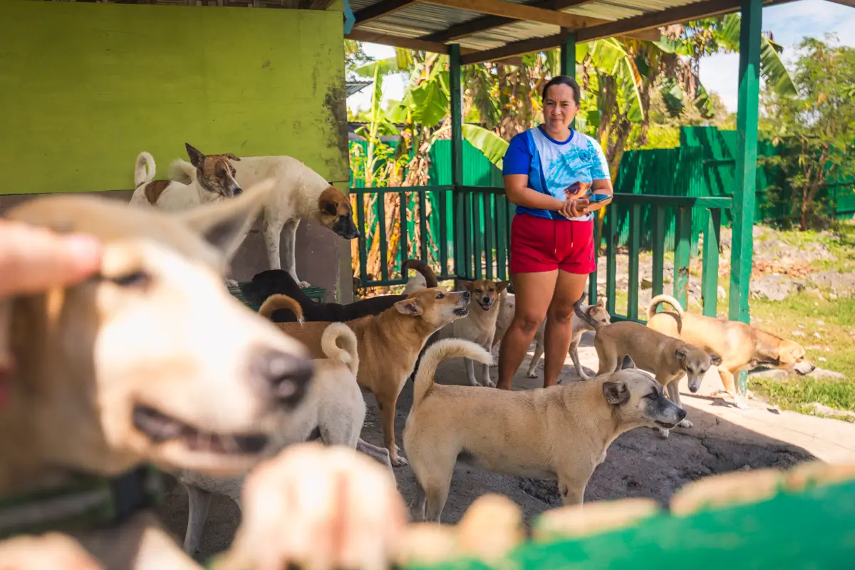 A woman stands in a shaded, fenced shelter area in Moalboal, surrounded by several light brown and white dogs. She is holding something in her hands and wearing a blue shirt and red shorts.