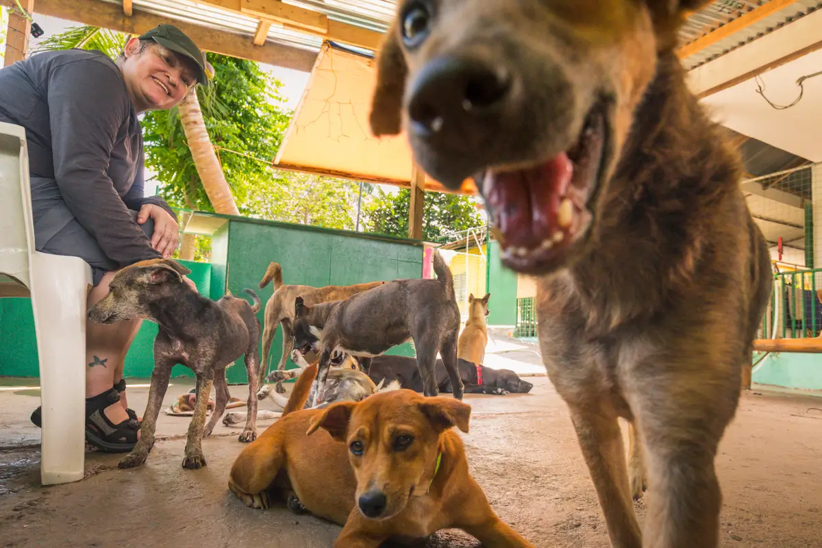 A group of dogs is gathered in an outdoor shelter area in Moalboal. One dog is close to the camera, while others lie or stand nearby. A person in a cap sits on a chair in the background, smiling at the dogs.