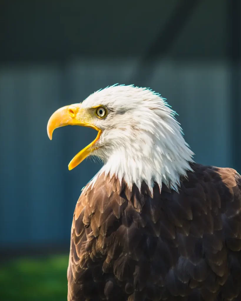 A bald eagle with a white head and yellow beak sits with its beak open. The background is blurred in a mix of dark and light tones, capturing the majestic bird as it surveys the natural scenery near Lethbridge. Its brown feathers are partially visible.