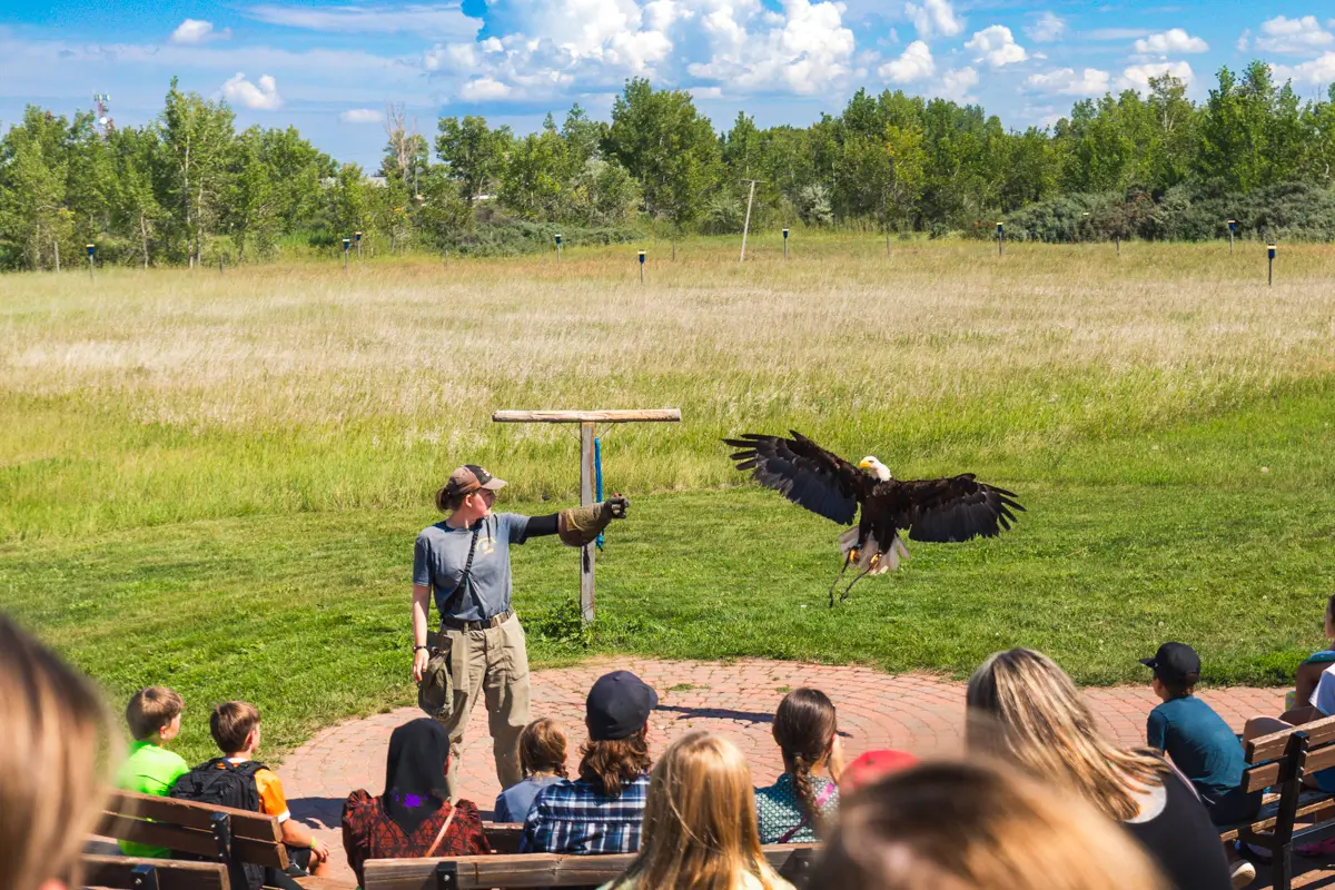 A person wearing a hat and gloves stands on a brick platform in Lethbridge, holding out an arm as a bald eagle with outstretched wings flies toward them. Several people seated on benches watch the demonstration amid trees and grass.