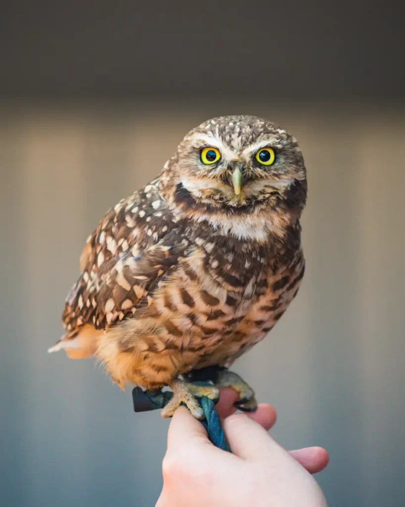 A small brown and white speckled owl is perched on a persons hand in Lethbridge, looking directly at the camera with bright yellow eyes. The background is neutral and blurred.
