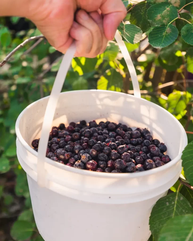 Jars of Saskatchewan Saskatoon Berry Jam are neatly arranged on metal shelves in a store—a sweet find for your Saskatoon guide. A chalkboard label below displays the price of $8.99 for assorted jam, with other jars visible on the lower shelf.