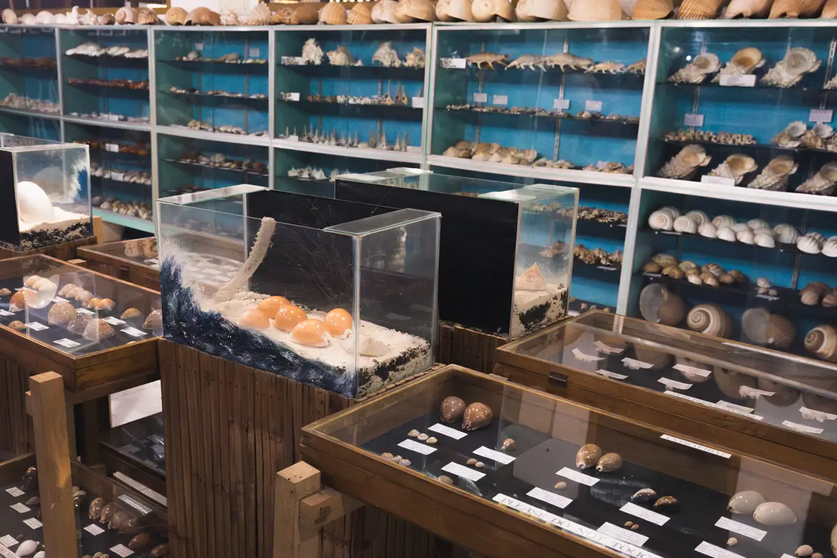 Display cases with labeled shells and marine specimens from Bohol are shown in the foreground, while shelves in the background are filled with an organized collection of various seashells.