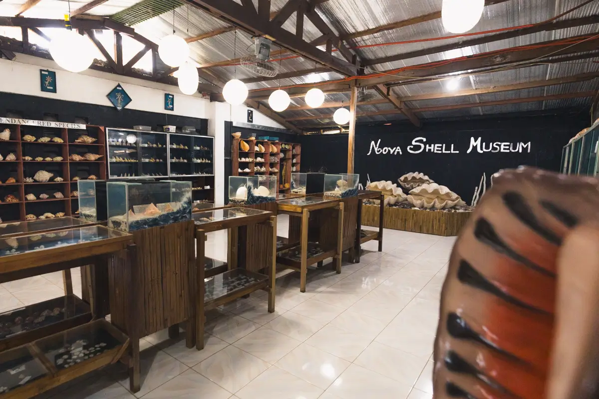 A well-lit room at the Nova Shell Museum in Bohol displays various shells in glass cases and on shelves along the walls, with ceiling lights and wooden beams visible overhead.