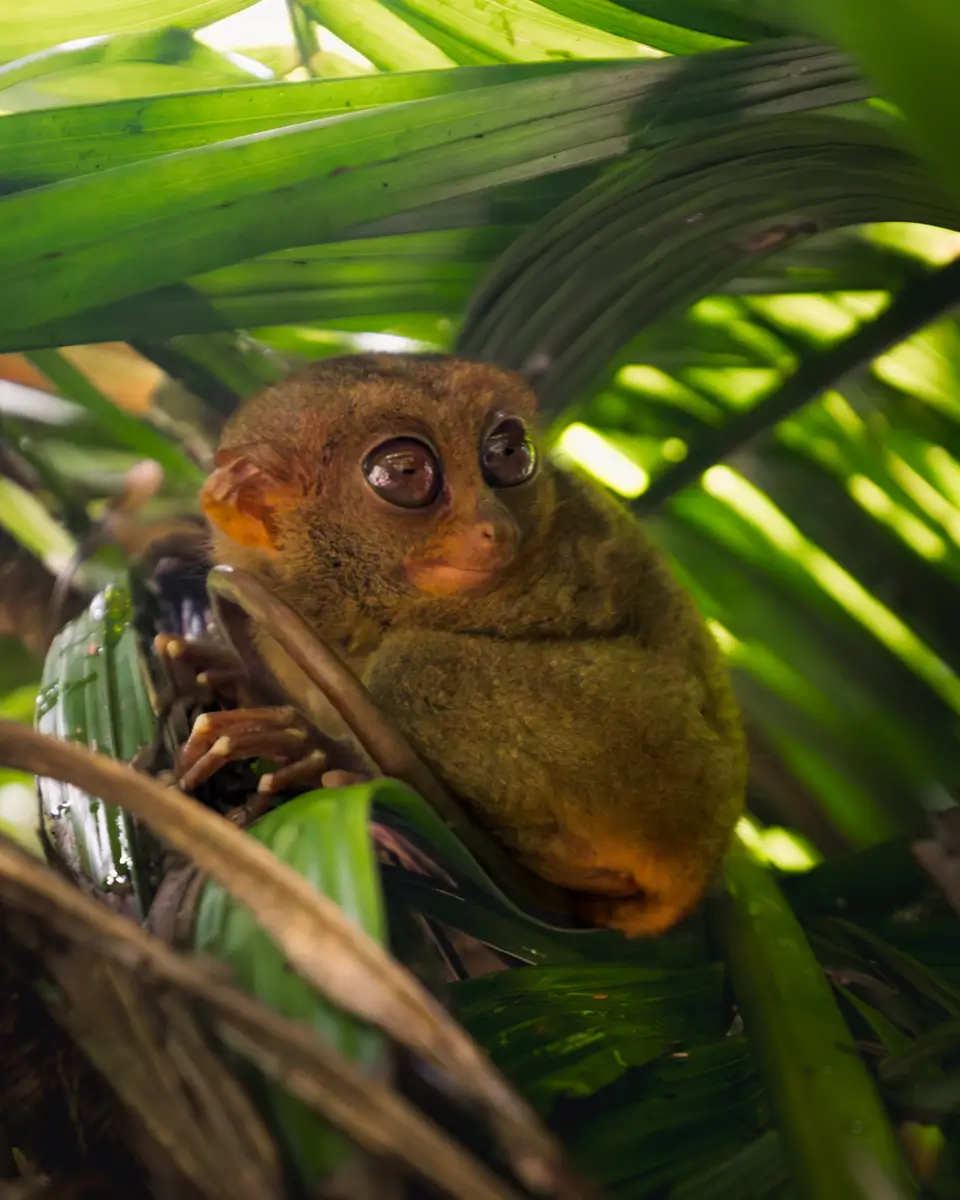 A small tarsier with large, round eyes clings to a branch in Bohol, surrounded by green leaves and dense foliage in its natural habitat.