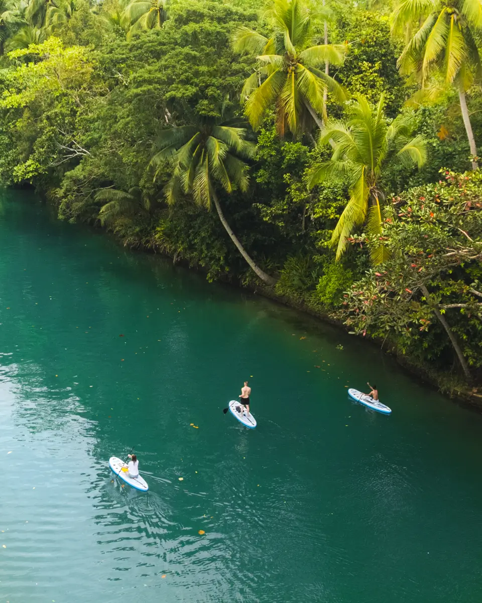 Three people are paddle boarding on a calm, greenish-blue river in Bohol, surrounded by dense, tropical trees and lush foliage.