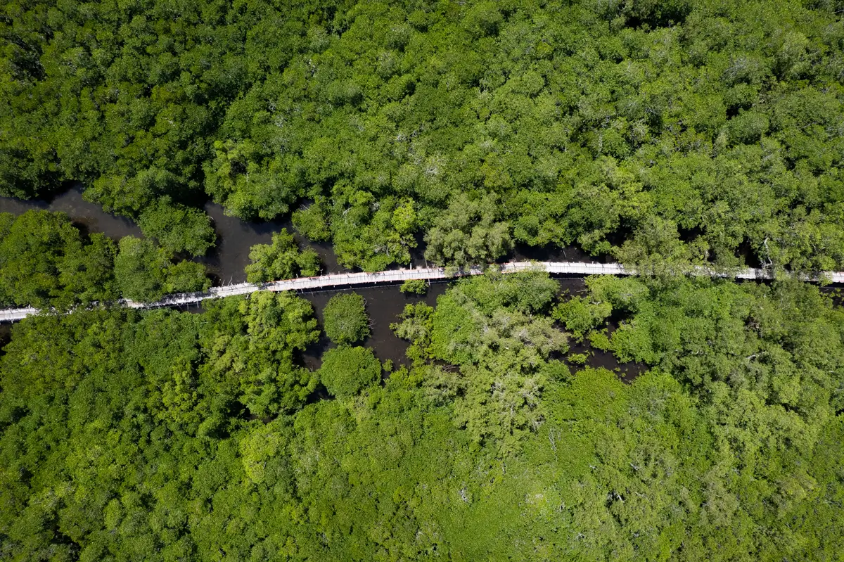 A straight wooden walkway crosses over a river through the dense green forest of Bohol, as seen from above. The walkway divides the lush canopy, and dark water is partially visible among the trees.