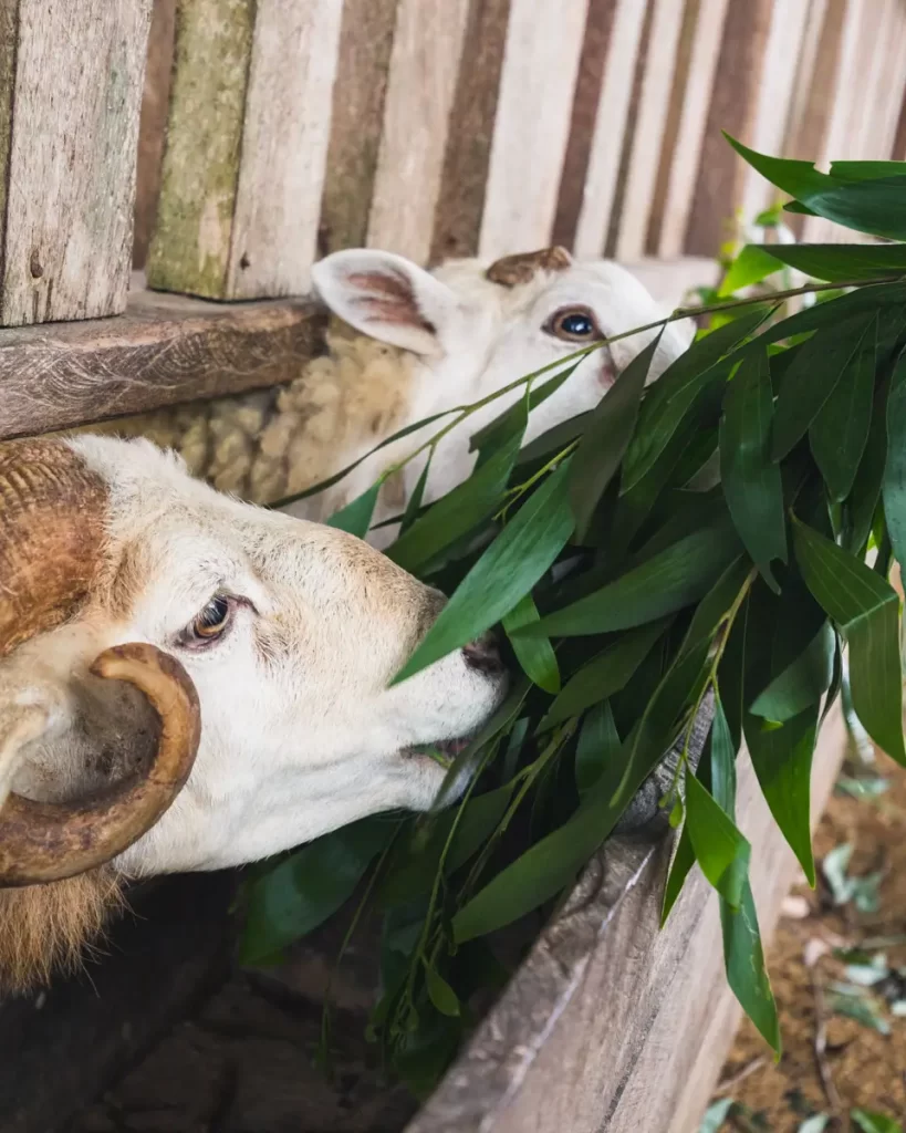 A sheep with curled horns and a lamb eat green leaves through a wooden fence in Bohol. The sheep is in the foreground, while the lamb is partially visible behind it.