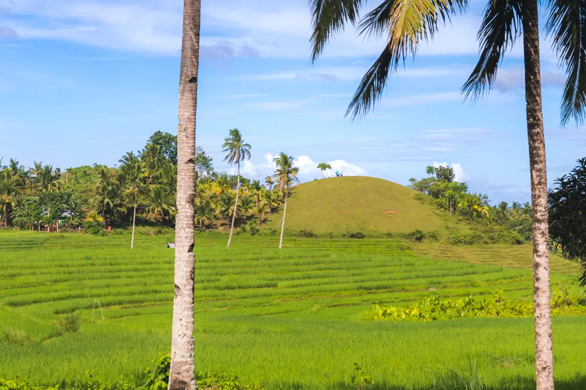 A grassy hill rises behind a lush green rice field in Bohol, with tall palm trees scattered throughout the landscape under a blue sky with scattered clouds.