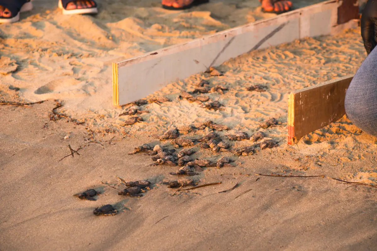 Several baby sea turtles crawl on sandy ground near a white wooden barrier, with a few human feet in sandals visible in the background—a serene scene that could be found among the best places in Vigan, as highlighted in any Vigan travel guide.